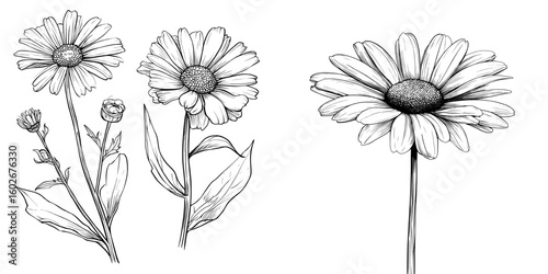 Black and white isolated sketch illustration set of chamomile flower in modern graphic