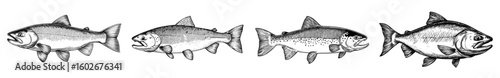 A modern illustration of salmon is presented in a hand drawn style with black engraving lines forming a sketch
