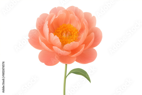 Realistic coral pink peony blooming against transparent background, highlighting delicate petals for elegant design compositions