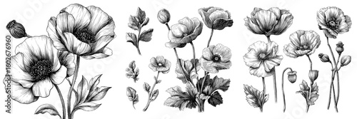 A hand-drawn illustration of poppy flowers, also known as Papáver, featuring stems and leaves, serves as a large set of design elements in modern monochrome black and white ink sketch line art