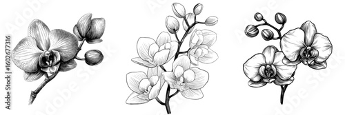 The Orcid floral botanical flower is depicted in a modern style through black and white engraved ink art as a standalone orchid illustration