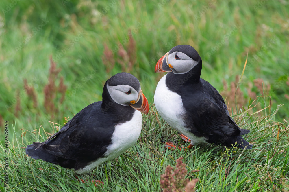 Fototapeta premium Puffin standing on lush green grass