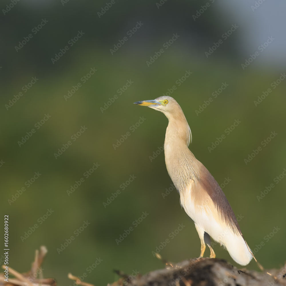 Fototapeta premium Indian Pond Heron Ardeola grayii flight flying fly breeding plumage wetland bird Pakistan marshes paddyfields patient hunter South Asia wildlife nature photography birding conservation biodiversity