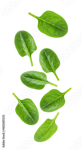 spinach leaves falling down PNG. Organic green spinach leaves flying in mid air isolated. Spinach leaf vegetable PNG.  Healthy leafy greens falling isolated for nutrition and diet visuals