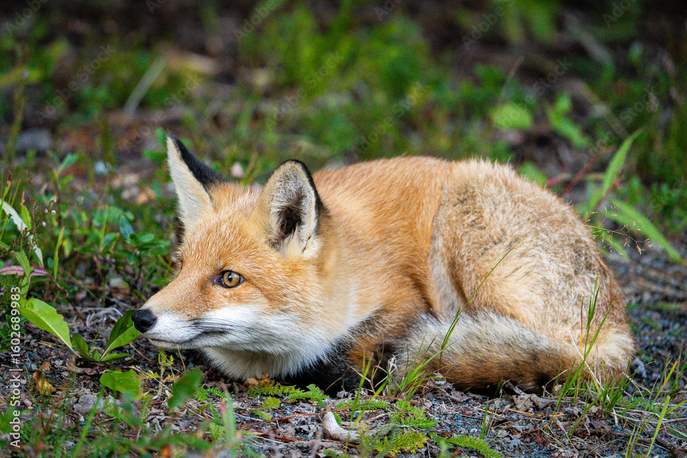 Fototapeta premium Nahaufnahme eines Fuchs in freier Natur