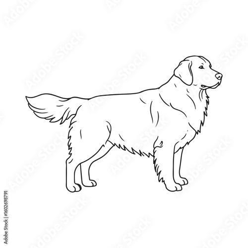 Simple black and white golden retriever dog vector illustration for graphic design projects
