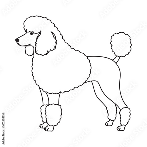 Simple black and white poodle dog vector design for graphic projects and illustrations
