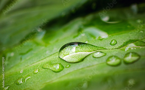 Macro image of water droplets on green leaves, close-up of rainy season drops rainwater on the green leaf