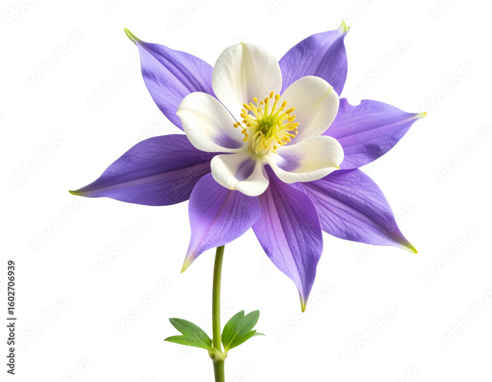 Side Profile of a Purple and White Columbine Flower on Curved Stem – Realistic Botanical PNG Side Profile of a Purple and White Columbine Flower on Curved Stem – Realistic Botanical PNG