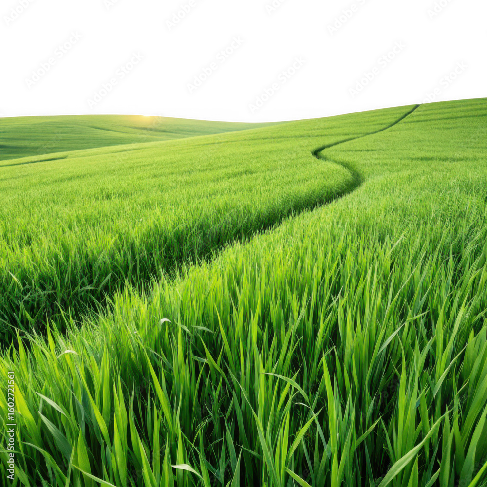 Fototapeta premium Green field with winding path isolated on transparent background