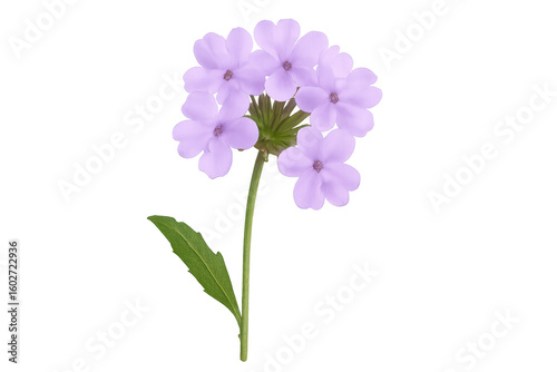 Soft lavender blossom revealing detailed petals against clean transparent backdrop