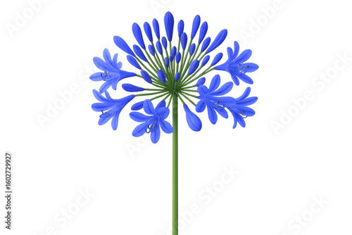 Blue agapanthus flower blooming, vibrant petals spreading elegantly against transparent background, highlighting intricate botanical details with studio precision