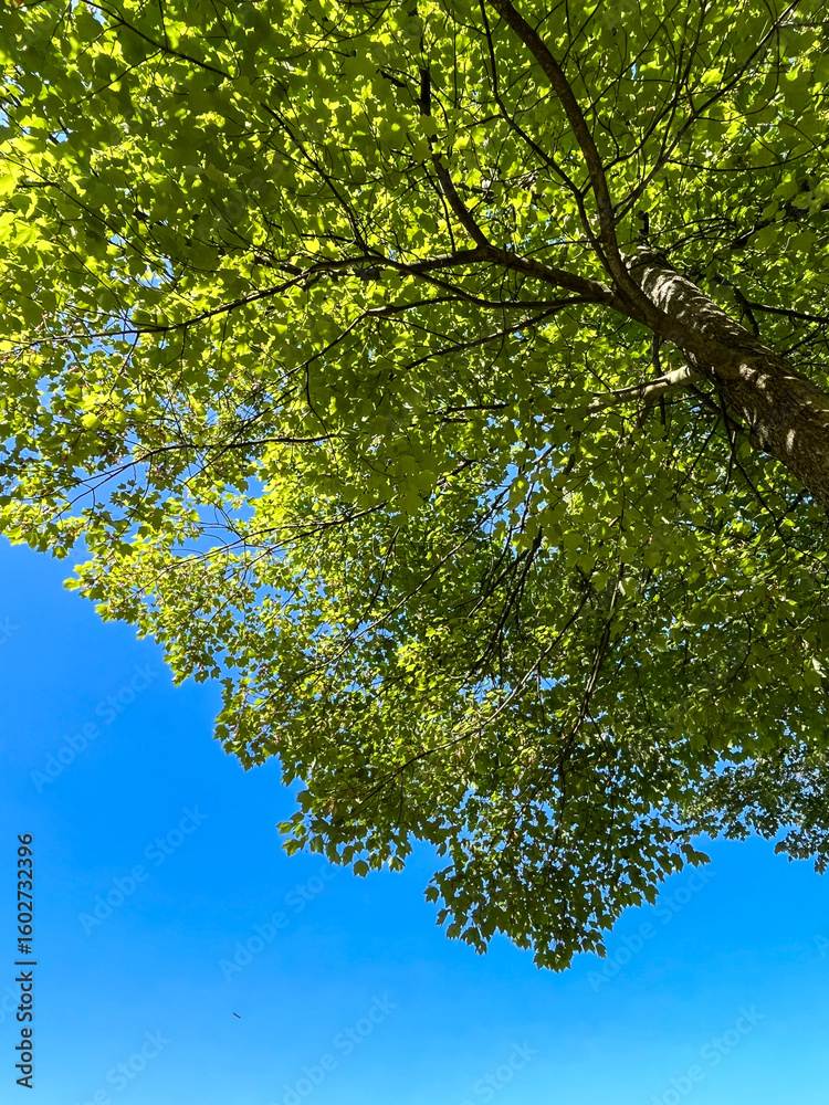 Fototapeta premium View from underneath a bright green tree contrasted with a beautiful blue clear sky on a summer day in Michigan.
