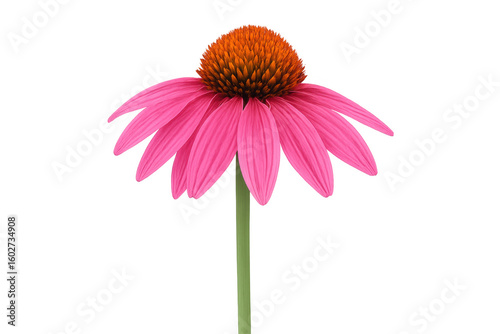 Vivid pink echinacea flower revealing delicate, curving petals surrounding dark, textured central cone