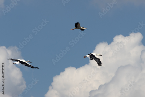 Canvas Print birds in the sky