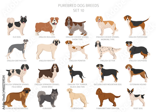 Collection of all dog breeds. Collection in 28 sets. Realistic image of dog breeds with different coat colors. Vector illustration