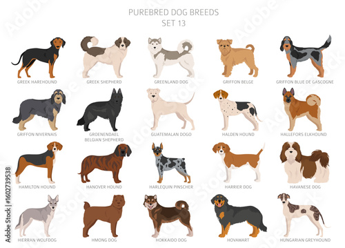 Collection of all dog breeds. Collection in 28 sets. Realistic image of dog breeds with different coat colors. Vector illustration