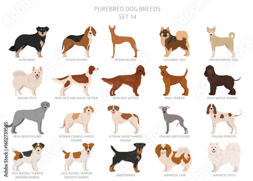 Collection of all dog breeds. Collection in 28 sets. Realistic image of dog breeds with different coat colors. Vector illustration