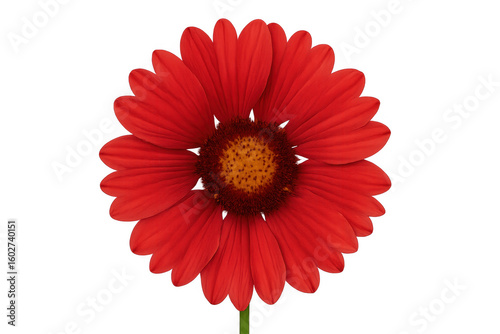 Vibrant red zinnia elegans displaying delicate petals and dark center against transparent backdrop