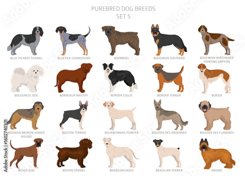 Collection of all dog breeds. Collection in 28 sets. Realistic image of dog breeds with different coat colors. Vector illustration