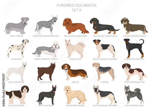 Collection of all dog breeds. Collection in 28 sets. Realistic image of dog breeds with different coat colors. Vector illustration