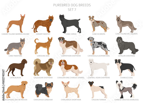 Collection of all dog breeds. Collection in 28 sets. Realistic image of dog breeds with different coat colors. Vector illustration
