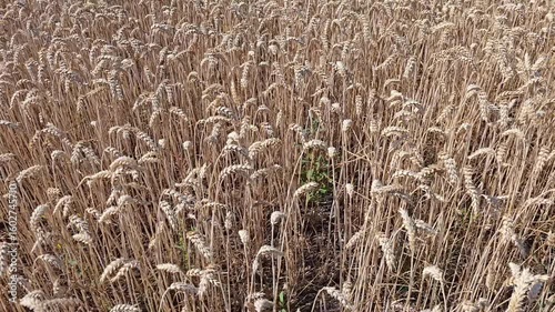 Dense Field of Mature Wheat