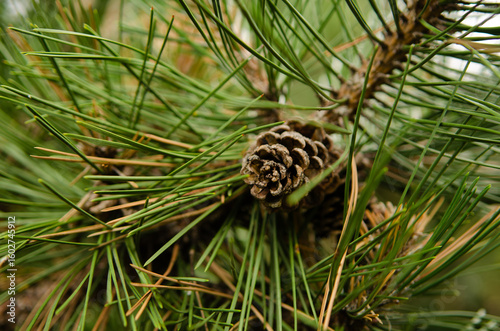 Pomme de pin