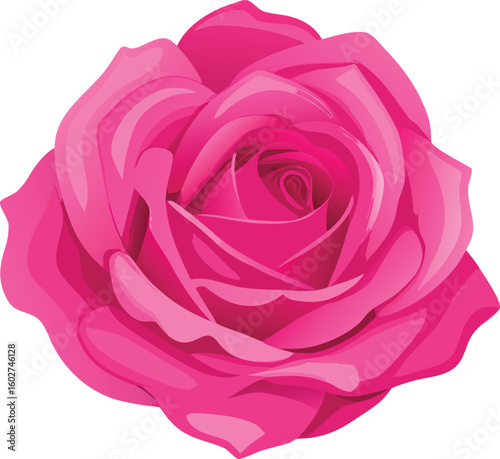 Vibrant pink rose bloom with layered petals flower