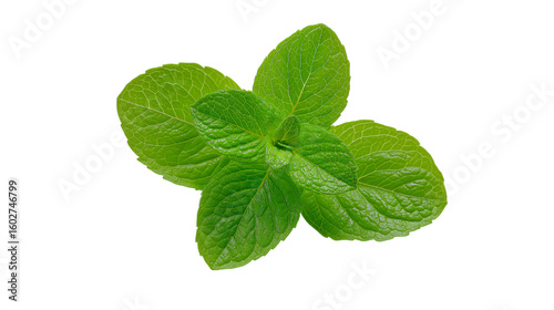 Fresh Mint Bunch Tied with Twine on Transparent Backdrop