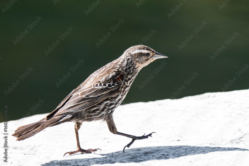 Fototapeta premium Female red-winged blackbird (Agelaius phoeniceus)