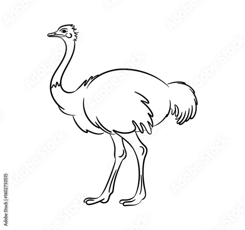 Black and white line drawing of an ostrich bird animal