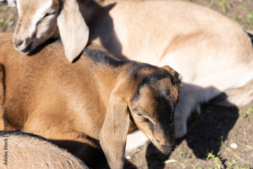 Fototapeta premium portrait of a small goat