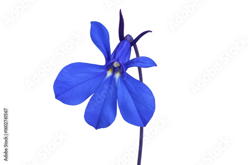 Vibrant blue edging lobelia flower with five distinct petals, isolated on a transparent background, ready for seamless integration into various design projects