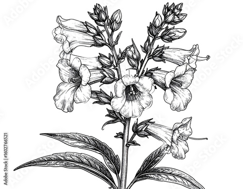 Penstemon Flower Stem with Blossoms and Buds, Natural Side View, Transparent Background.