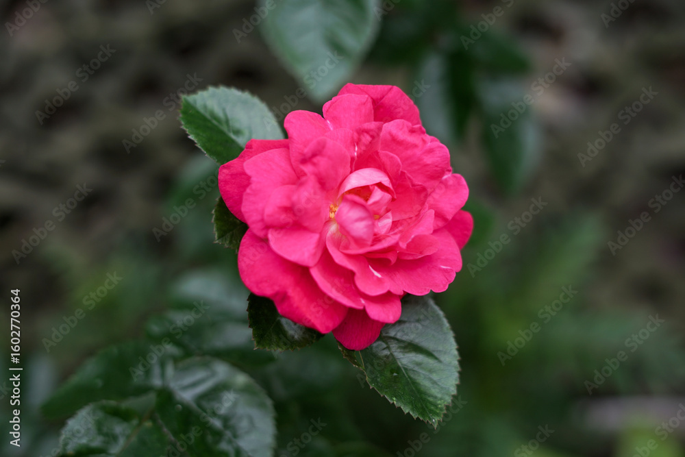 Fototapeta premium pink rose in the garden