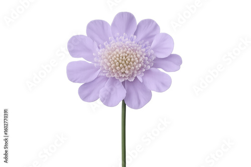 Studio shot featuring a single purple scabiosa flower blooming gracefully, isolated against a transparent background for a clean, elegant look