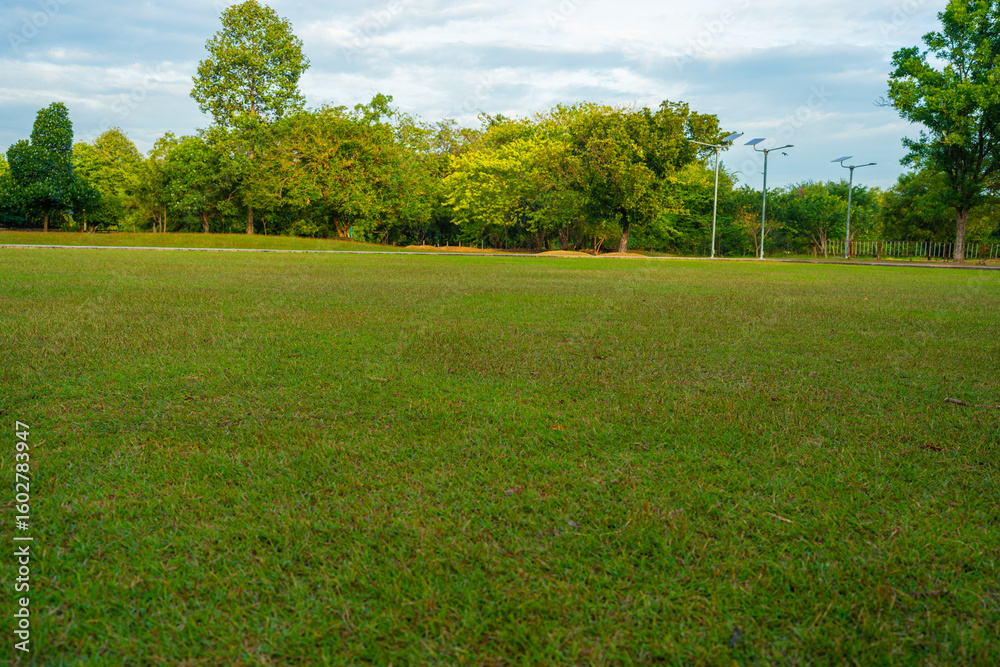 Green meadow grass with tree in city park sun light Green meadow grass with tree in city park sun light