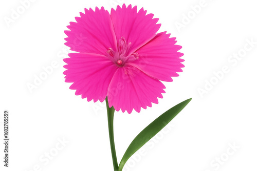 Pink dianthus flower with serrated petals blooming on a transparent background, perfect for nature-themed projects
