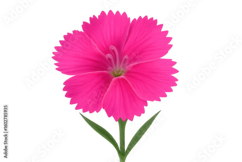 Pink carnation flower blooming on transparent background, perfect for design projects needing a touch of nature's beauty