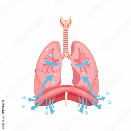 Human Respiratory System Anatomy and Function Illustration