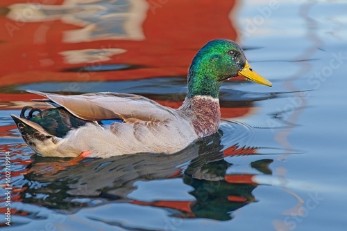 Mallard drakes on an autumn day in October on Sweden's second largest lake, Lake Vaettern, in the harbor of the world-famous wooden town of Hjo