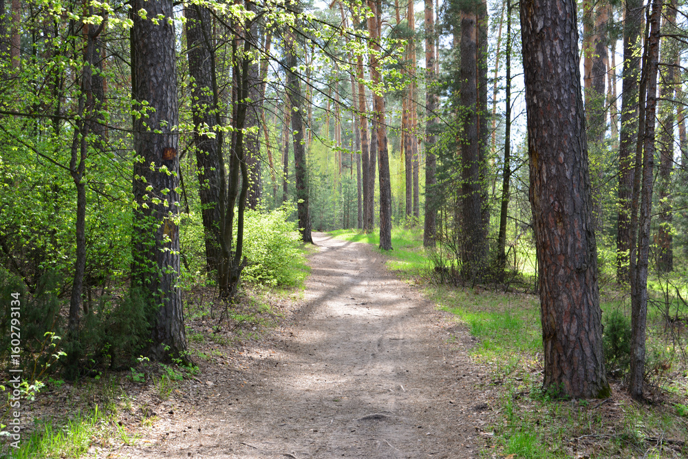 Naklejka premium Forest Path A Serene Walk Through the Woods