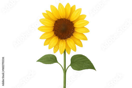 Bright sunflower blossoming, golden petals spreading, green foliage framing luminous flower head against clean transparent backdrop