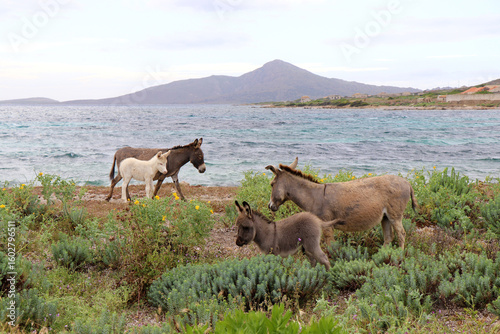 Asini all'Asinara