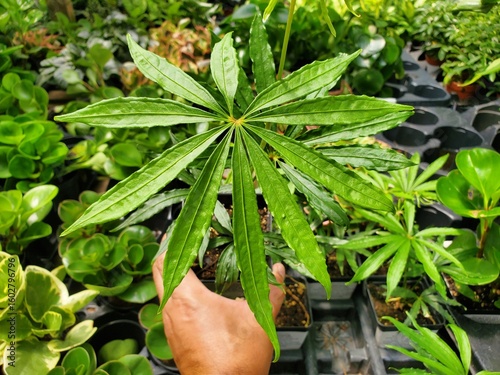 Closeup of a Tweed Anthurium with its unique leaf structure.