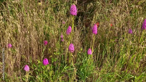 The wild orchid Anacamptis pyramidalis growing in a grassy meadow
