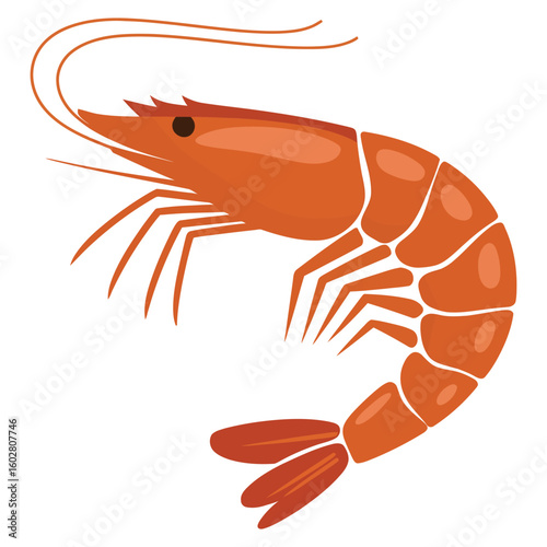 shrimp on white background