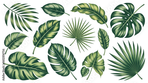 A collection of tropical and exotic green leaves arranged on a pure white background 