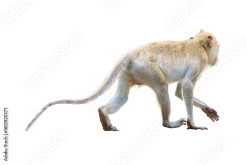 Canvas Print Portrait, Side and back view Brown monkey or Macaca standing, moving and walk forward alone in natural forest park